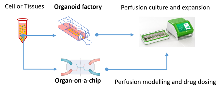 Hvita 3D Live Cell Perfusion Culture System typical application